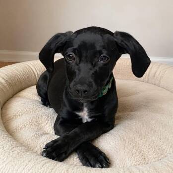 TRENT CRIMM -  Mixed Breed Dog for Adoption in Cranston, Rhode Island - TRENT CRIMM | PetCurious