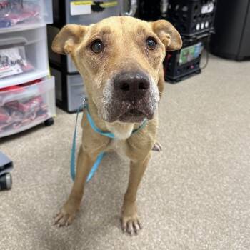 Balissima -  Mixed Breed and Labrador Retriever Dog for Adoption in League City, Texas - Balissima | PetCurious