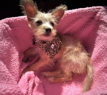 Riley aka puppy -  Yorkshire Terrier Dog for Adoption in West Hollywood, California - Riley Aka Puppy | PetCurious