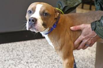 Rescue Mixed Breed Dogs for Adoption in West Chester, Pennsylvania - Moses Fka Snickers | PetCurious