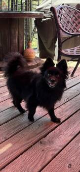 Beth -  Pomeranian Dog for Adoption in Orange, California - Beth | PetCurious