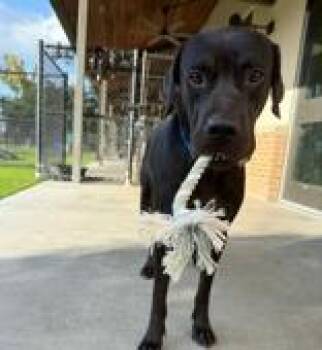 Rescue Labrador Retriever Dogs for Adoption in Baton Rouge, Louisiana - Espresso (158019) | PetCurious