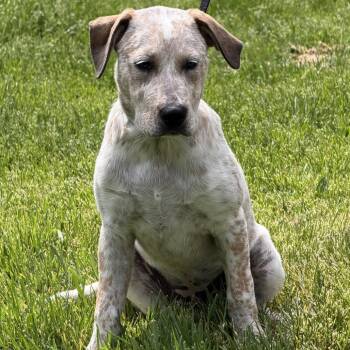 Cattle Dog Dogs Available for Adoption in Minneapolis, Minnesota - Clara | PetCurious