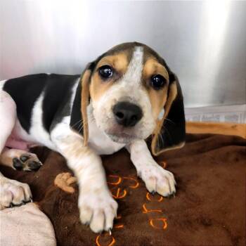 Archer -  Coonhound and Mixed Breed Dog for Adoption in Clearwater, Florida - Archer | PetCurious
