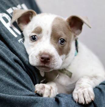 Boxer and Cattle Dog Dogs Available for Adoption in Kansas City, Kansas - Kim (AO36421) | PetCurious