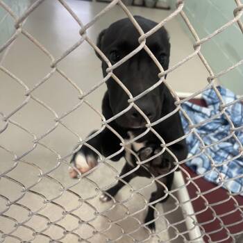 S64090 -  Mixed Breed Dog for Adoption in Newark, New Jersey - S64090 | PetCurious