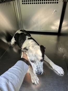 Rescue Mixed Breed Dogs for Adoption in Fort Worth, Texas - Jessica | PetCurious