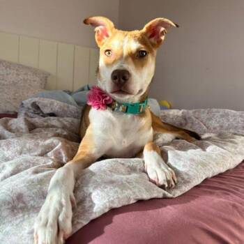 Rescue Mixed Breed Dogs for Adoption in Fredericksburg, Virginia - Bettina | PetCurious