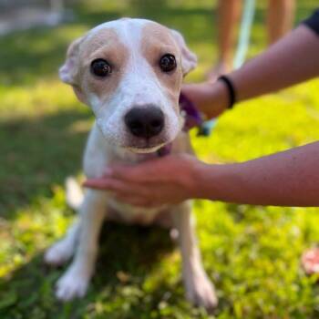 Angela -  Mixed Breed Dog for Adoption in Yaphank, New York - Angela | PetCurious