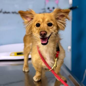 Dachshund Dogs Available for Adoption - Honey | PetCurious