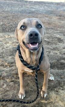 Mixed Breed Dogs Available for Adoption - Journee | PetCurious