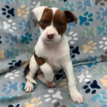 Rescue Labrador Retriever Dogs for Adoption in Butler, Kentucky - PB-4 Brownie | PetCurious