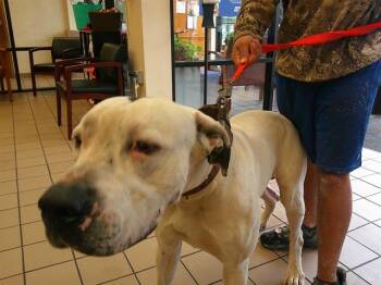 Great Dane and Mixed Breed Dogs Available for Adoption - A379906 | PetCurious