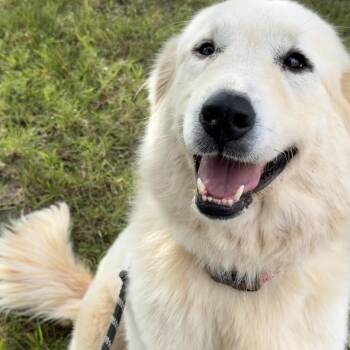 Autumn -  Great Pyrenees and Mixed Breed Dog for Adoption in Falls Church, Virginia - Autumn | PetCurious