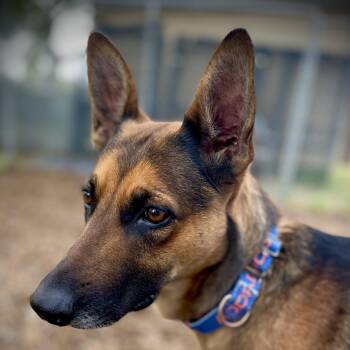 Belgian Shepherd Malinois Dogs Available for Adoption in San Andreas, California - Sister | PetCurious