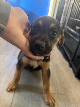 Koda - light purple -  American Bulldog Dog for Adoption in Lakeland, Florida - Koda - Light Purple | PetCurious
