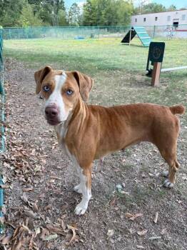 Charlie -  Shepherd Dog for Adoption in Little Rock, Arkansas - Charlie | PetCurious