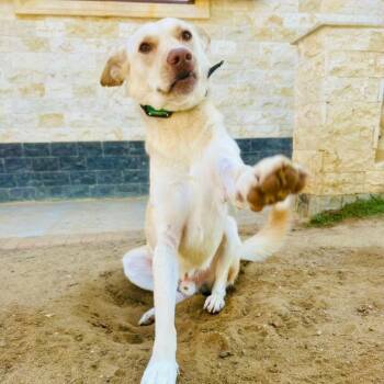 Pinky -  Pharaoh Hound Dog for Adoption in New York, New York - Pinky | PetCurious