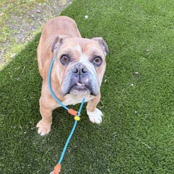 English Bulldog Dogs Available for Adoption - Thor | PetCurious
