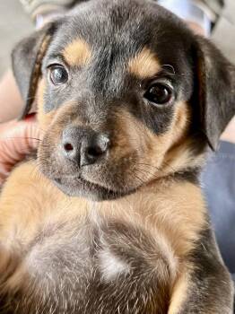 Gregory Bridgerton -  Beagle Dog Available for Adoption in Rollingwood, Texas - Gregory Bridgerton | PetCurious