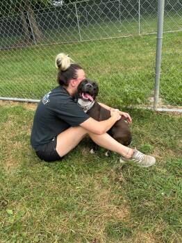 Rescue Pit Bull Terrier and Labrador Retriever Dogs for Adoption in Marion, Ohio - Clea | PetCurious