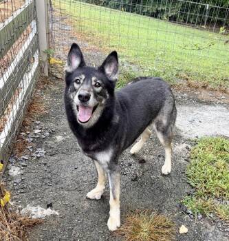 Fiona -  Shepherd Dog for Adoption in Mocksville, North Carolina - Fiona | PetCurious
