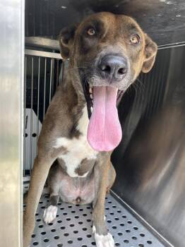 ELLA -  Mixed Breed Dog for Adoption in Dallas, Texas - ELLA | PetCurious