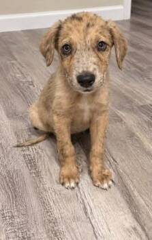 Cole -  Labrador Retriever and Hound Dog for Adoption in Colorado Springs, Colorado - Cole | PetCurious