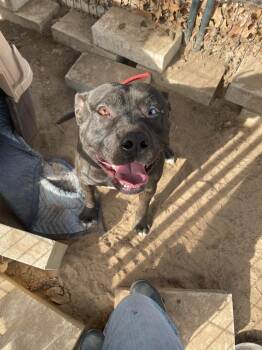 Mixed Breed Dogs Available for Adoption in North Richland Hills, Texas - Dice | PetCurious