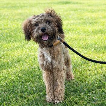 Terrier and Mixed Breed Dogs Available for Adoption in Eastford, Connecticut - CT Gizmo | PetCurious
