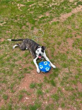 Aria #A-137362  -  Australian Cattle Dog Blue Heeler and Australian Shepherd Dog for Adoption in Silsbee, Texas - Aria #A-137362  | PetCurious