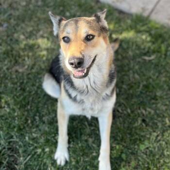 Rescue German Shepherd Dog and Mixed Breed Dogs for Adoption in Modesto, California - ROXIE | PetCurious