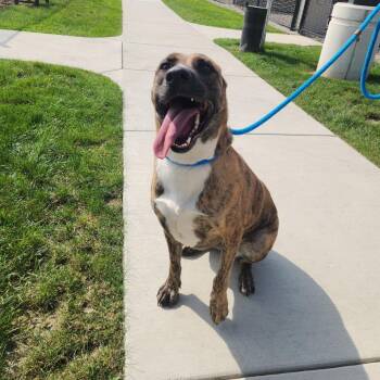 Daisy Bell -  Shepherd Dog for Adoption in Fort Wayne, Indiana - Daisy Bell | PetCurious