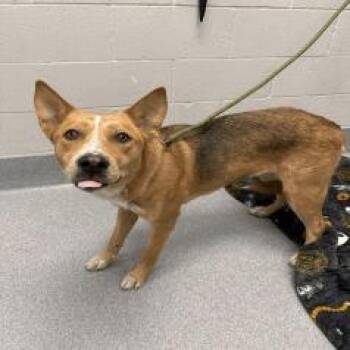 Maple -  Corgi and German Shepherd Dog Dog for Adoption in Indianapolis, Indiana - Maple | PetCurious