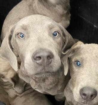 Mixed Breed Dogs Available for Adoption in Dallas, Texas - MARINE | PetCurious