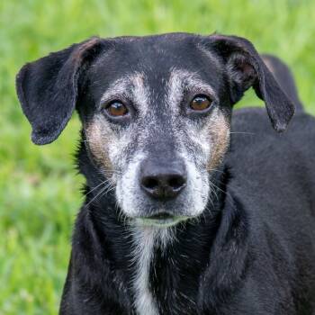Rescue Hound and Mixed Breed Dogs for Adoption in Miami, Florida - Trevor | PetCurious