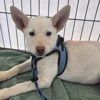 Mixed Breed Dogs Available for Adoption in San Juan Capistrano, California - HUNTER | PetCurious