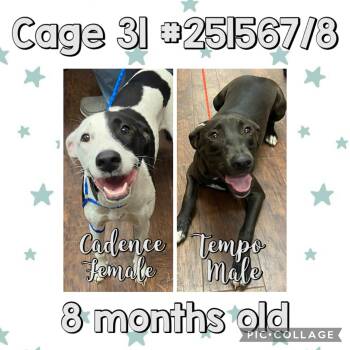 Rescue Labrador Retriever and Pit Bull Terrier Dogs for Adoption in Pottsboro, Texas - Cadence & Tempo | PetCurious