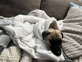 Mixed Breed Dogs Available for Adoption - Maya | PetCurious