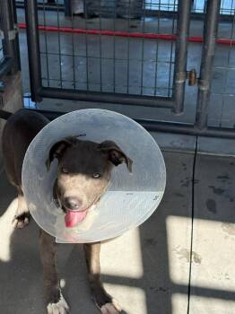 Mixed Breed Dogs Available for Adoption in Ocala, Florida - Bo Peep | PetCurious