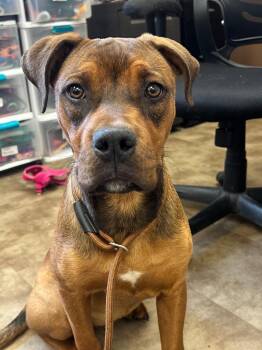 Cinna-Bon -  Boxer Dog for Adoption in Springfield, Ohio - Cinna-Bon | PetCurious