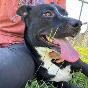 Mixed Breed Dogs Available for Adoption - Olivia | PetCurious