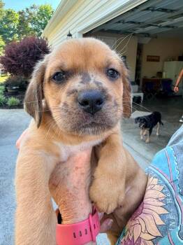 Blue -  Dachshund and Golden Retriever Dog for Adoption in Roxboro, North Carolina - Blue | PetCurious