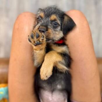 Bo Peep Scrufferdoodle Toy Story -  Terrier and Labrador Retriever Dog for Adoption in Friendswood, Texas - Bo Peep Scrufferdoodle Toy Story | PetCurious