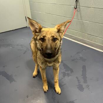 Shepherd Dogs Available for Adoption in Greensboro, North Carolina - Maizie | PetCurious