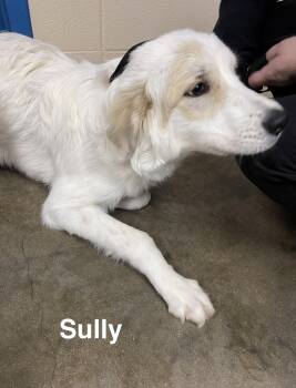 Rescue Great Pyrenees Dogs for Adoption in Alexander City, Alabama - Sully | PetCurious