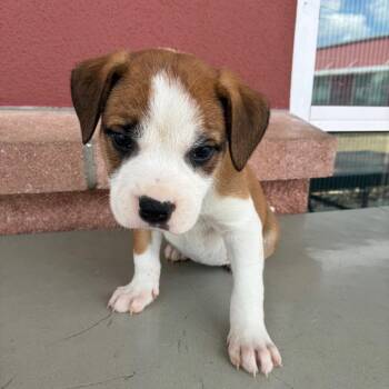 American Staffordshire Terrier Dogs Available for Adoption in San Antonio, Texas - Paula | PetCurious