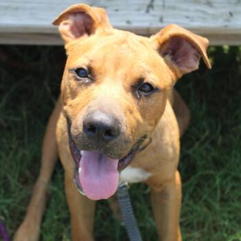 Cornbread -  Black Mouth Cur and Mixed Breed Dog for Adoption in Cleveland, Mississippi - Cornbread | PetCurious