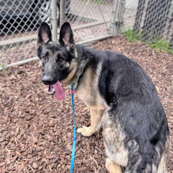 German Shepherd Dog Dogs Available for Adoption in Oakland, California - Kip | PetCurious