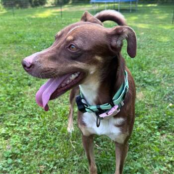 Maya -  Australian Cattle Dog Blue Heeler Dog for Adoption in Baldwin, Maryland - Maya | PetCurious